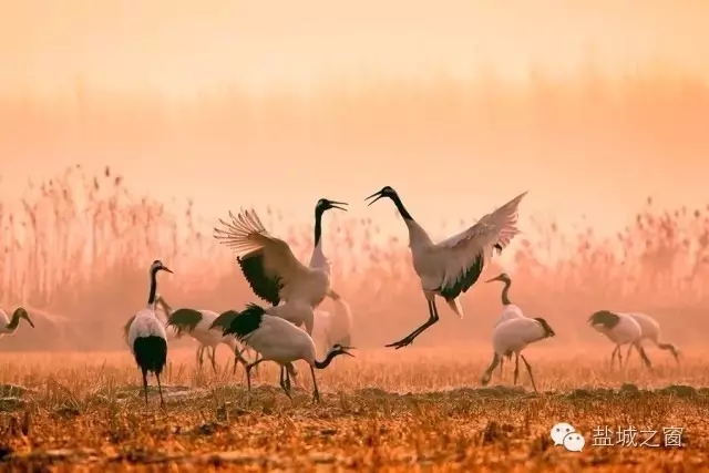 鹽城4.webp.jpg 鹽城4.webp.jpg